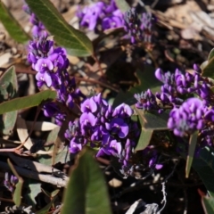 Hardenbergia violacea (False Sarsaparilla) at Mount Majura - 13 Jul 2014 by AaronClausen