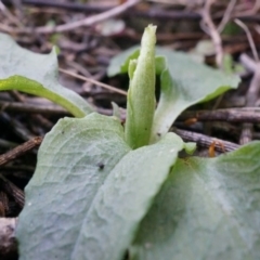 Pterostylis pedunculata (Maroonhood) at Mount Majura - 13 Jul 2014 by AaronClausen