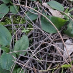 Pterostylis pedunculata at Hackett, ACT - 13 Jul 2014