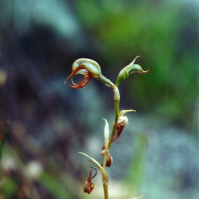 Oligochaetochilus hamatus (Southern Hooked Rustyhood) at Banks, ACT - 18 Dec 2000 by MichaelBedingfield