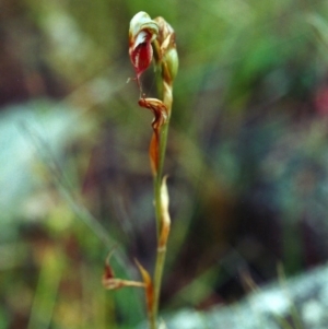 Oligochaetochilus hamatus at Banks, ACT - suppressed