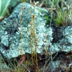 Oligochaetochilus hamatus at Banks, ACT - suppressed