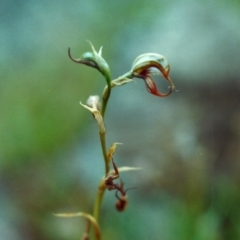 Oligochaetochilus hamatus at Banks, ACT - suppressed