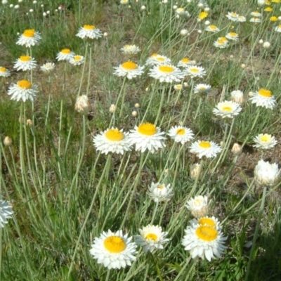 Leucochrysum albicans subsp. tricolor (Hoary Sunray) at Wanniassa Hill - 20 Oct 2010 by julielindner