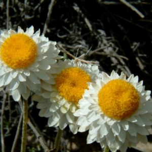 Leucochrysum albicans subsp. tricolor at Wanniassa Hill - 20 Oct 2010