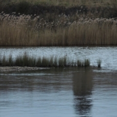 Phragmites australis (Common Reed) at Paddys River, ACT - 9 Jul 2014 by michaelb