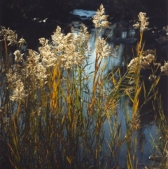 Phragmites australis (Common Reed) at Pine Island to Point Hut - 4 May 2007 by michaelb