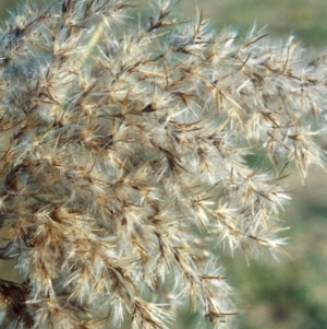 Phragmites australis at Greenway, ACT - 5 May 2007