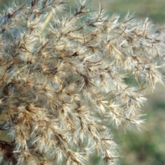 Phragmites australis at Greenway, ACT - 5 May 2007