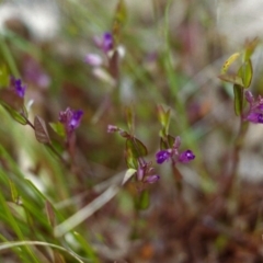 Polygala japonica (Dwarf Milkwort) at Conder, ACT - 16 Nov 1999 by MichaelBedingfield