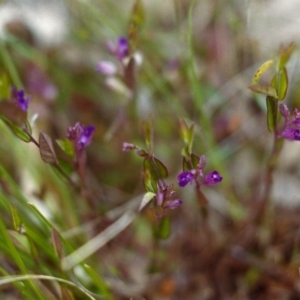 Polygala japonica at Conder, ACT - 16 Nov 1999