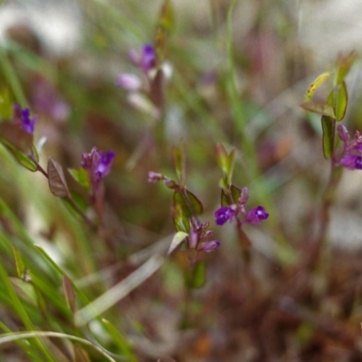 Polygala japonica (Dwarf Milkwort) at Tuggeranong Hill - 15 Nov 1999 by michaelb