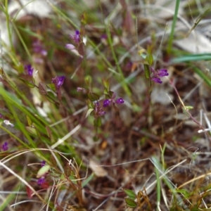 Polygala japonica at Conder, ACT - 16 Nov 1999