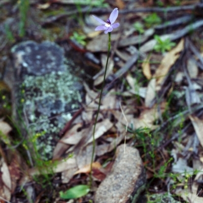 Glossodia major (Wax Lip Orchid) at Tuggeranong Hill - 3 Nov 2000 by michaelb