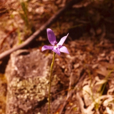 Glossodia major (Wax Lip Orchid) at Tuggeranong Hill - 7 Nov 1998 by michaelb