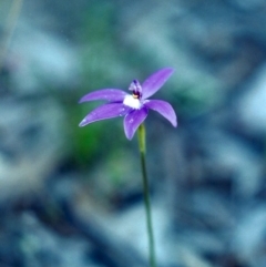 Glossodia major (Wax Lip Orchid) at Conder, ACT - 7 Oct 2001 by michaelb