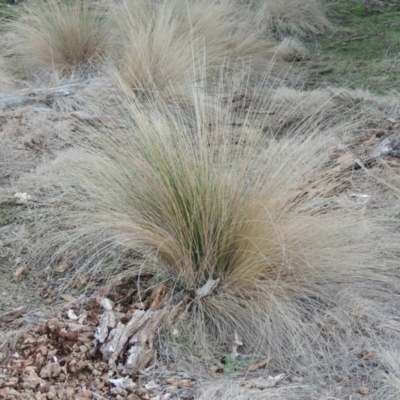 Poa labillardierei (Common Tussock Grass, River Tussock Grass) at Paddys River, ACT - 1 Jul 2014 by MichaelBedingfield