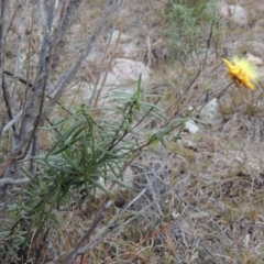 Xerochrysum viscosum (Sticky Everlasting) at Old Tuggeranong TSR - 30 Jun 2014 by MichaelBedingfield