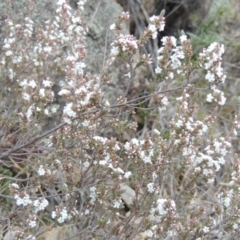 Styphelia attenuata (Small-leaved Beard Heath) at Old Tuggeranong TSR - 30 Jun 2014 by MichaelBedingfield