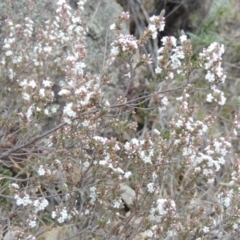 Leucopogon attenuatus (Small-leaved Beard Heath) at Old Tuggeranong TSR - 30 Jun 2014 by michaelb