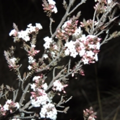 Styphelia attenuata (Small-leaved Beard Heath) at Bonython, ACT - 2 Jul 2014 by MichaelBedingfield
