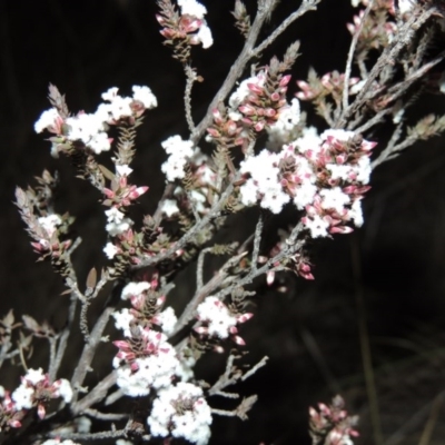 Styphelia attenuata (Small-leaved Beard Heath) at Bonython, ACT - 2 Jul 2014 by MichaelBedingfield