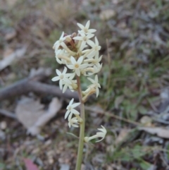 Stackhousia monogyna (Creamy Candles) at Tennent, ACT - 8 Jul 2014 by michaelb