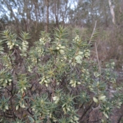 Melichrus urceolatus (Urn Heath) at Tennent, ACT - 8 Jul 2014 by MichaelBedingfield