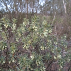 Melichrus urceolatus (Urn Heath) at Gigerline Nature Reserve - 8 Jul 2014 by michaelb