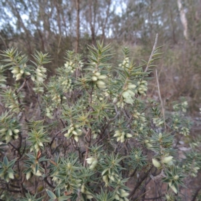 Melichrus urceolatus (Urn Heath) at Tennent, ACT - 8 Jul 2014 by MichaelBedingfield