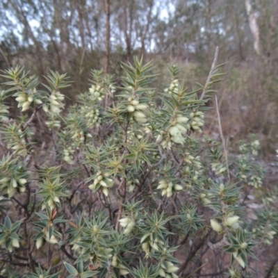 Melichrus urceolatus (Urn Heath) at Tennent, ACT - 8 Jul 2014 by michaelb