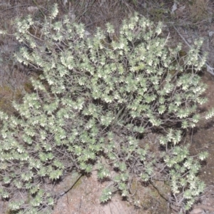 Melichrus urceolatus at Tennent, ACT - 8 Jul 2014