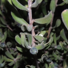 Persoonia rigida (Hairy Geebung) at Chisholm, ACT - 6 Jul 2014 by MichaelBedingfield