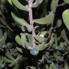 Persoonia rigida (Hairy Geebung) at Old Tuggeranong TSR - 6 Jul 2014 by michaelb