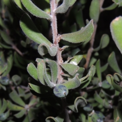 Persoonia rigida (Hairy Geebung) at Chisholm, ACT - 6 Jul 2014 by MichaelBedingfield