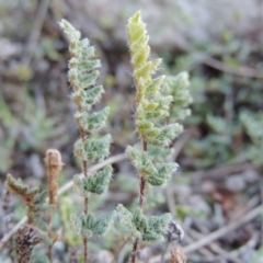 Cheilanthes distans (Bristly Cloak Fern) at Theodore, ACT - 19 Jul 2014 by MichaelBedingfield