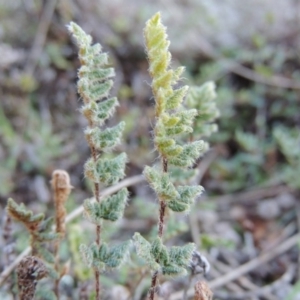Cheilanthes distans at Theodore, ACT - 19 Jul 2014