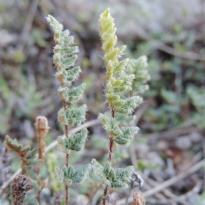 Cheilanthes distans (Bristly Cloak Fern) at Tuggeranong Hill - 19 Jul 2014 by michaelb