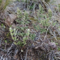 Cheilanthes distans at Theodore, ACT - 19 Jul 2014