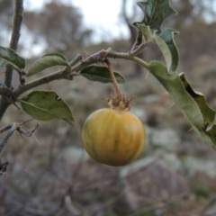Solanum cinereum (Narrawa Burr) at Theodore, ACT - 19 Jul 2014 by michaelb
