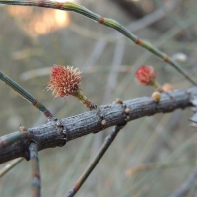 Allocasuarina verticillata (Drooping Sheoak) at Theodore, ACT - 19 Jul 2014 by MichaelBedingfield