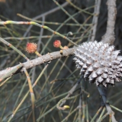 Allocasuarina verticillata at Theodore, ACT - 19 Jul 2014