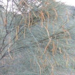 Allocasuarina verticillata at Theodore, ACT - 19 Jul 2014