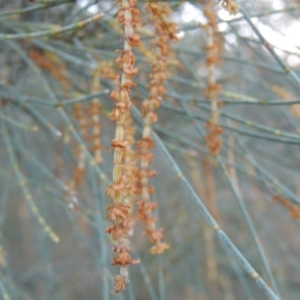 Allocasuarina verticillata at Theodore, ACT - 19 Jul 2014 06:05 PM