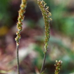 Plantago varia (Native Plaintain) at Tuggeranong Hill - 21 Nov 1999 by michaelb