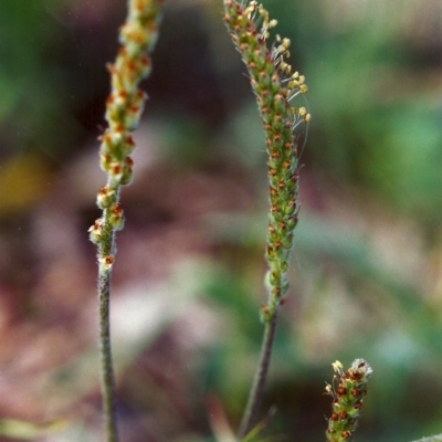 Plantago varia (Native Plaintain) at Tuggeranong Hill - 21 Nov 1999 by michaelb