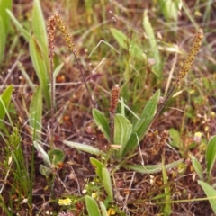 Plantago varia at Conder, ACT - 22 Nov 1999