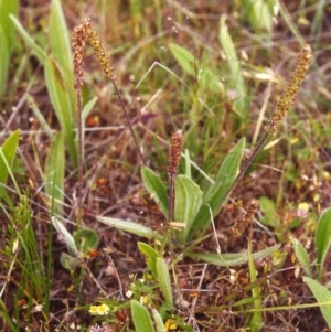 Plantago varia at Conder, ACT - 22 Nov 1999