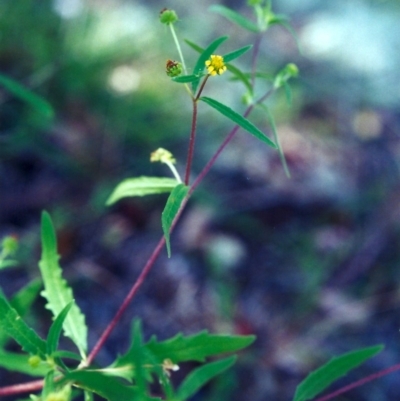 Sigesbeckia australiensis (Cobber Weed) at Rob Roy Range - 13 Dec 2000 by michaelb