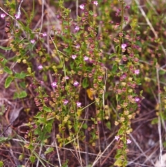 Scutellaria humilis (Dwarf Skullcap) at Conder, ACT - 25 Nov 1999 by michaelb